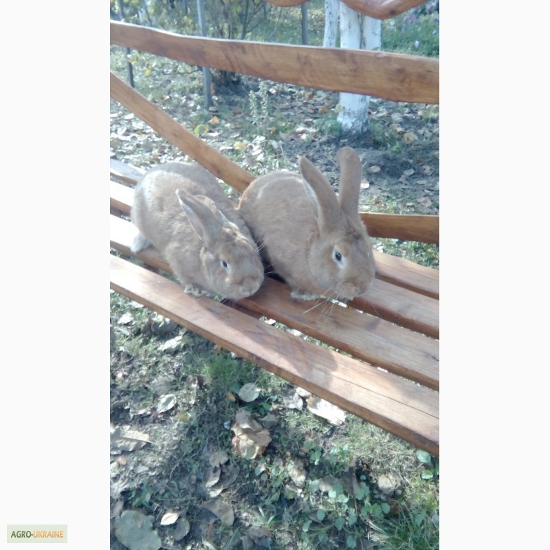 Фото 9. Продаются кролики породы : Немецкий Пестрый Великан (строкач), бургундские кролики