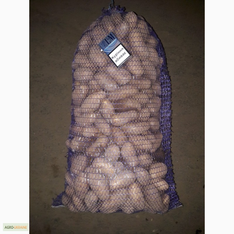 Фото 5. Продам средний и семеной картофель