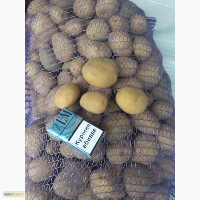 Фото 6. Продам средний и семеной картофель