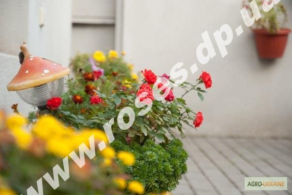 Фото 10. Бордюрные розы