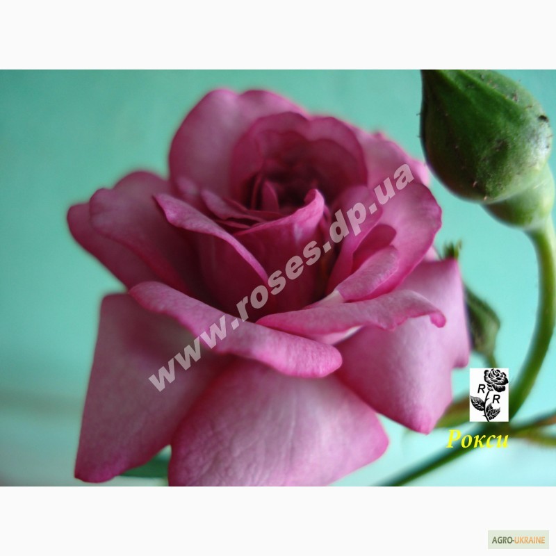 Фото 7. Бордюрные розы