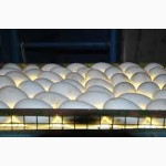Продам инкубационные яйца гуся породы КРУПНАЯ СЕРАЯ