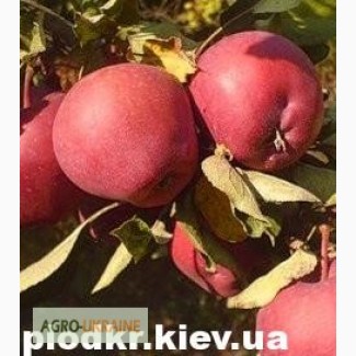 Саженцы плодовых деревьев - фундук, яблоня, нектарин оптом и в розницу