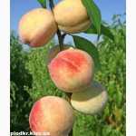 Саженцы плодовых деревьев - фундук, яблоня, нектарин оптом и в розницу