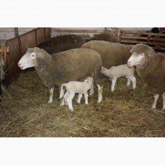 Фермерське хоз-во продає овець та ягнят живою вагою недорого