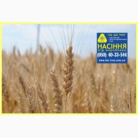 Семена озимой пшеницы Колониа, урожай 2017 года от компании Дер Трей