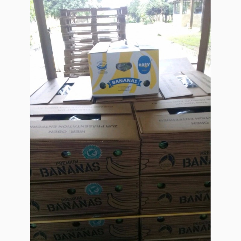 Фото 2. Банан каверны премиум-класса P21 коробка с 19, 4 кг нетто цена 7, 50 usd FOB Colombia