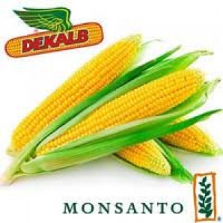 Семена кукурузы от мирового лидера Монсанто, Monsanto; DKC3511, DKC3939