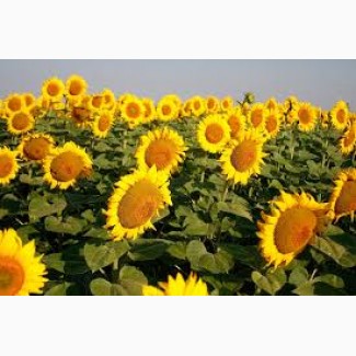 Продам високоврожайний соняшник під Гранстар та Євро-Лайтнінг
