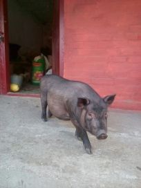 Фото 3. Продам Льоху В#039;єтнамської вислобрюхої свині
