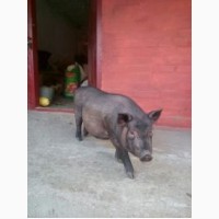 Продам Льоху В#039;єтнамської вислобрюхої свині