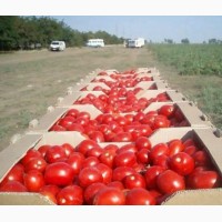 Продам помидоры сорт сливка з доставкой