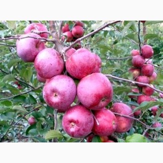 Продам яблука сорту Спартан, Монтуан, дуже якісні, красиві. з власного саду