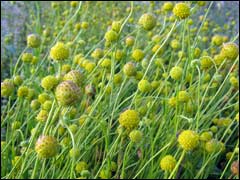 Продаю семена цефалофоры ароматной(земляничной травы)
