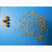 Продаю семена цефалофоры ароматной(земляничной травы)