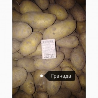 Продам картоплю Гранада, Королева насінева, Тоскана. 3т