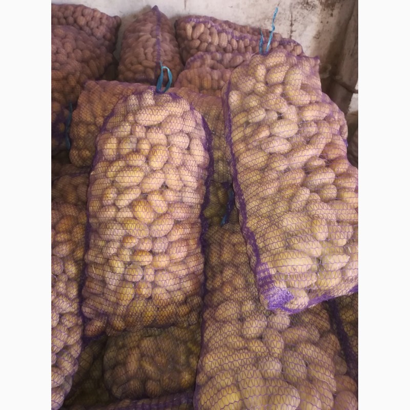 Фото 3. Продам картоплю Гранада, Королева насінева, Тоскана. 3т