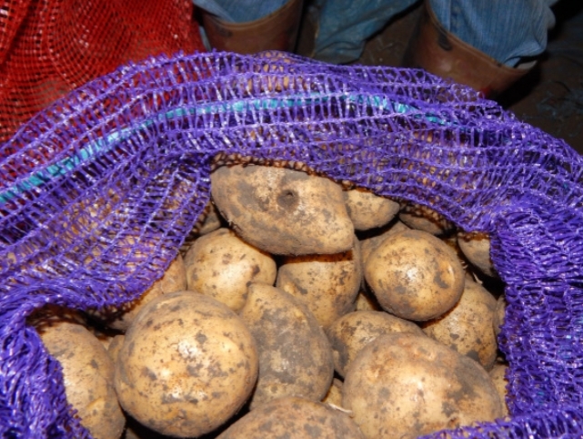Фото 3. Картошка, кортофель, картопля, белаяросса