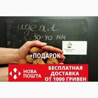 Семена грецкий орех сорт Идеал (10 штук калибр 30-40 мм) на саженцы, насіння