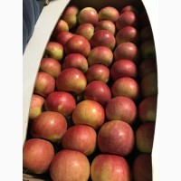 Продам яблука Фуджі більше 50% забарвлення
