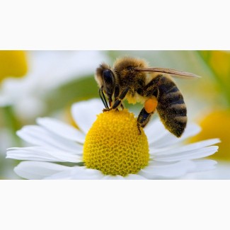 Продам пчеломатки Карпатка 2022 года