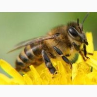Продам сотові та безсотові бджолопакети