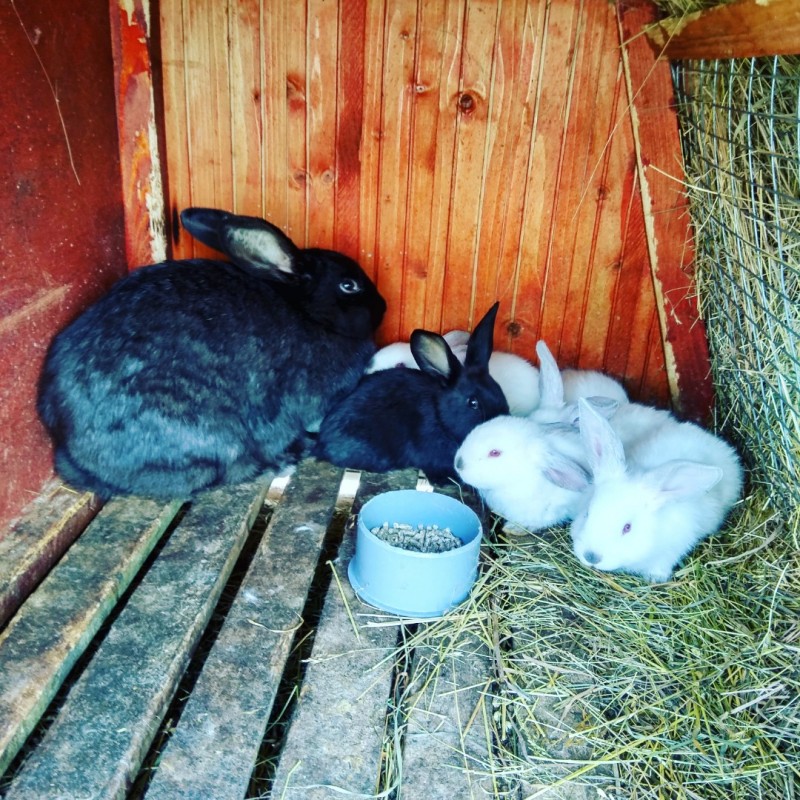 Кролики безпородні