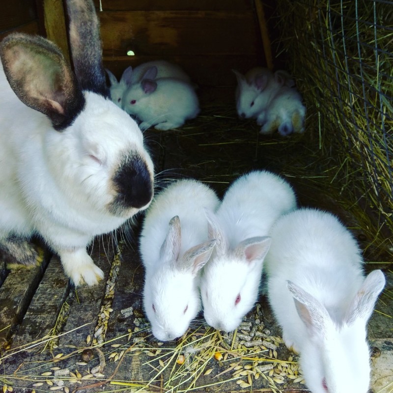 Фото 3. Кролики безпородні