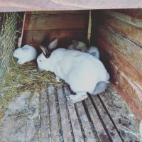 Кролики безпородні