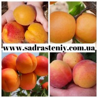 Саженцы абрикоса, персика, груши, сливы, алычи, малины, голубики, клубники и многое другое