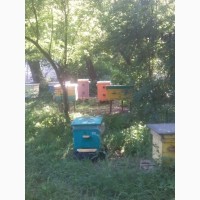 Продам мёд оптом. Мед опт. Разнотравье и подсолнух. Honey for sale