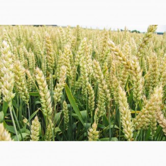 Продам насіння озимої пшениці Мідас (Probstdorfer Saatzucht, Австрія)