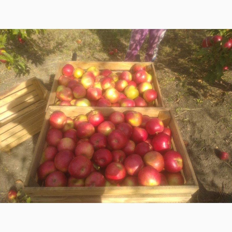 Фото 2. Продам яблоки сорт айдаред крупный калибр