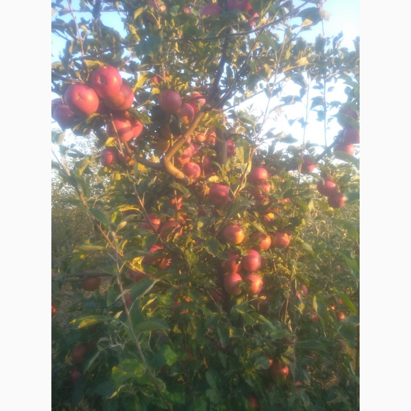 Фото 3. Продам яблоки сорт айдаред крупный калибр