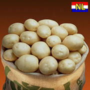 Фото 3. Элитный семенной картофель Голландия 1Р
