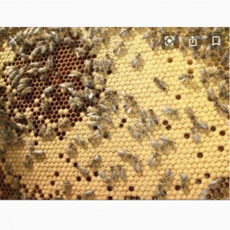 Продам бджоло пакети карпацької породи в будь якій кількості