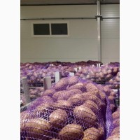 Продам Картофель оптом цена 4 грн 80 тонн качество гарант. Без предоплаты