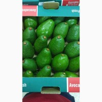Продам авокадо (опт)