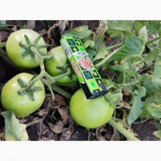 Продам лук и зелёный помидор с поля ОПТ