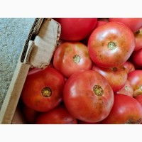 Продам свіжий помідор на переробку