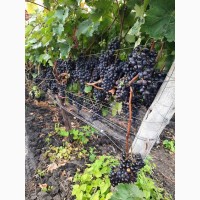 Продам столовый темный сладкий виноград Mолдавия оптом