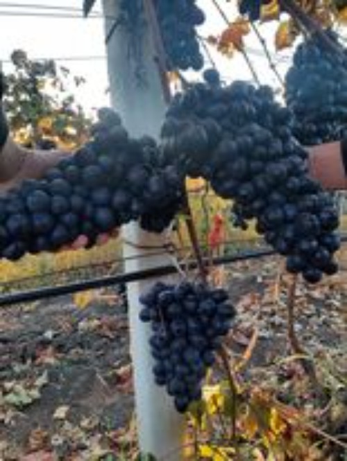 Фото 3. Продам столовый темный сладкий виноград Mолдавия оптом