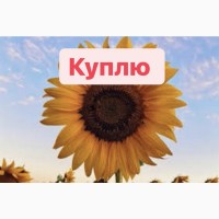 Куплю семечку подсолнуха! Соняшник