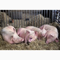 Продам свиней мясної породи Ландрас