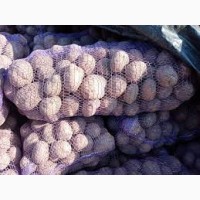Продається насінева картопля сорт Белла роса 3-репродукція