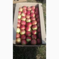 Продам яблука літній сорт САМЕРРЕД Summerred