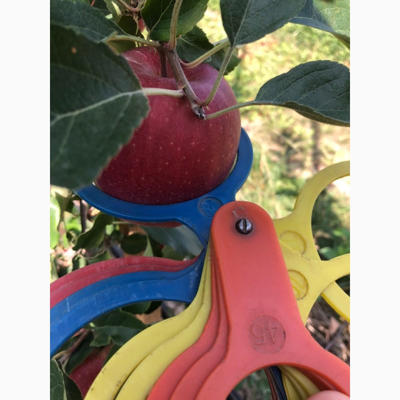 Фото 10. Продам яблука з власного саду