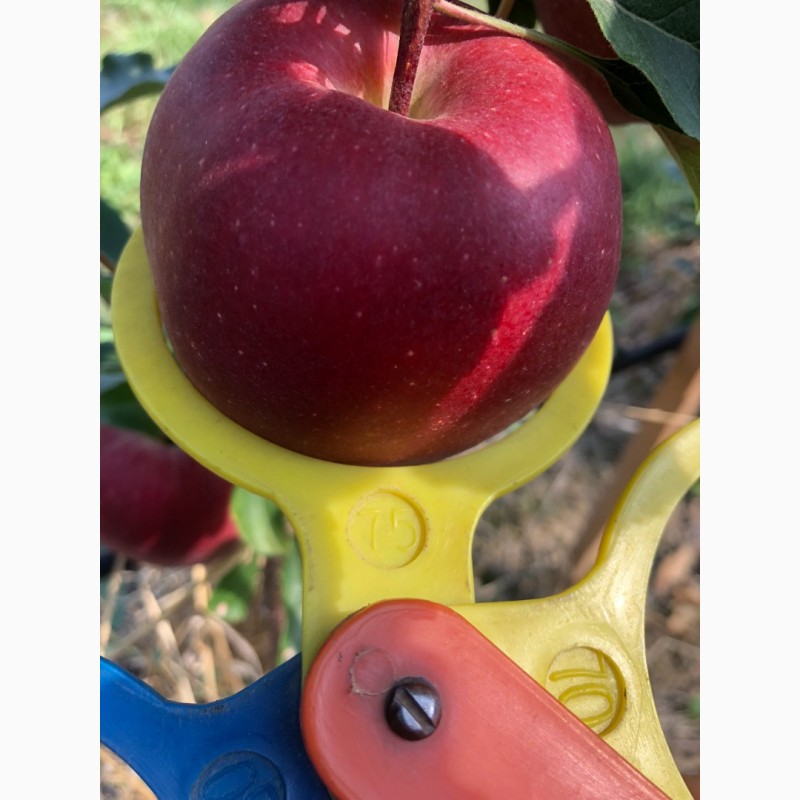 Фото 11. Продам яблука з власного саду