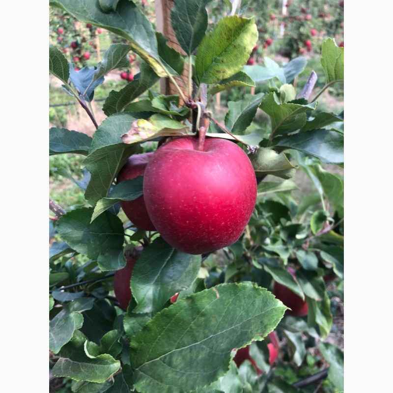 Фото 2. Продам яблука з власного саду