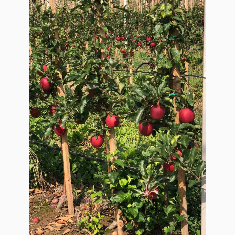 Фото 4. Продам яблука з власного саду